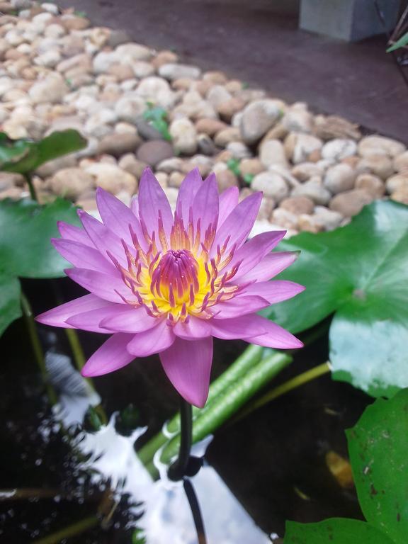 Serenity Villa Hikkaduwa Zewnętrze zdjęcie