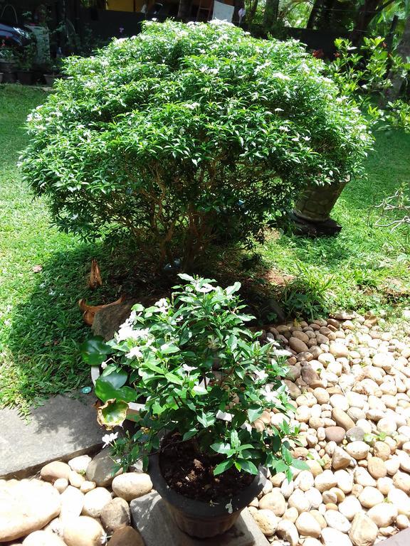 Serenity Villa Hikkaduwa Zewnętrze zdjęcie